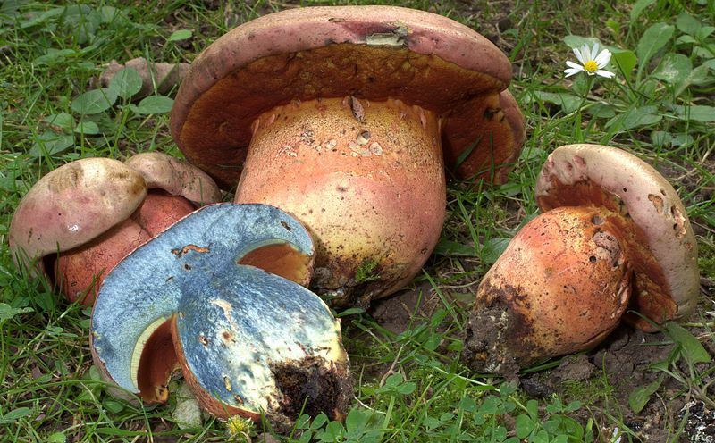 Boletus aestivalis